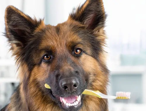 dog with toothbrush